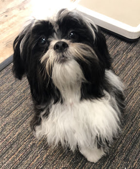 Lulu Mopster